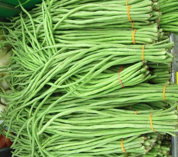 cowpea (బొబ్బర్లు)