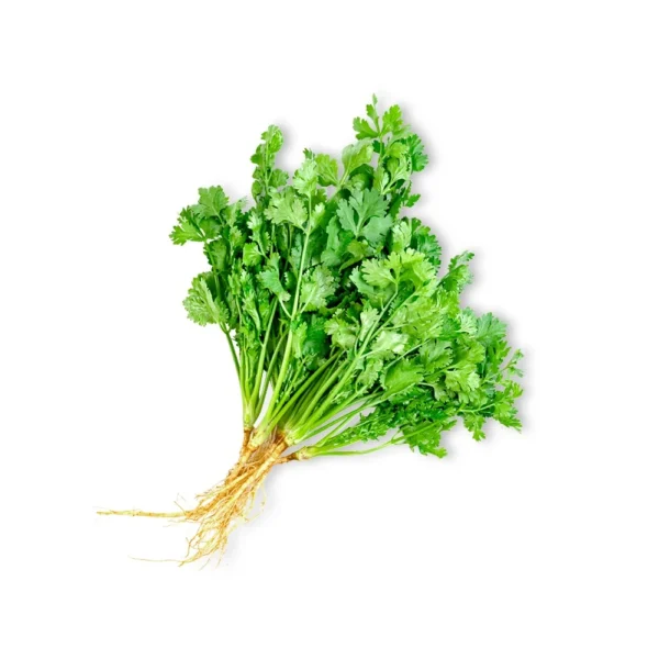 Coriander Leaves (కొత్తిమీర)