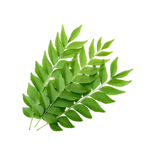 Curry Leaves (కరివేపాకు)