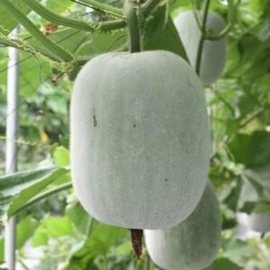 Ash gourd (బూడిద గుమ్మడికాయ)