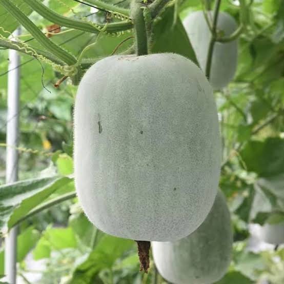 Ash gourd (బూడిద గుమ్మడికాయ)