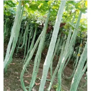 Snake Gourd (పొట్లకాయ)