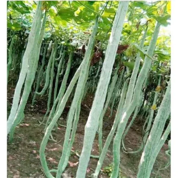 Snake Gourd (పొట్లకాయ)
