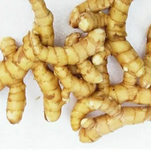 Mango ginger ( మామిడి అల్లం)